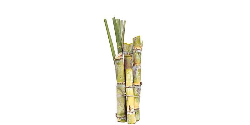 sugarcane-bagasse-packaging